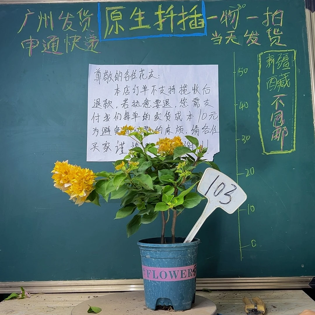 当前无花栽培后可以开花重瓣黄103