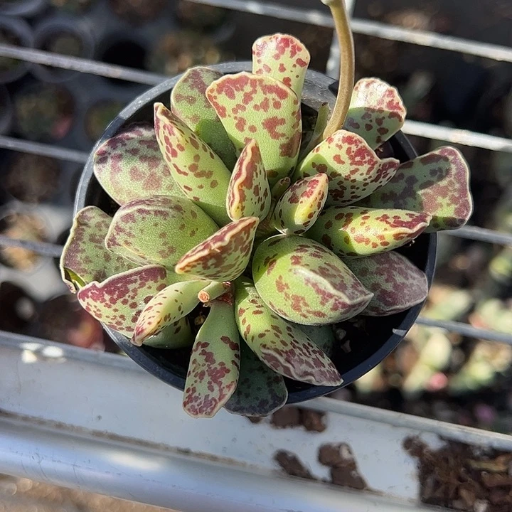 海豹多肉植物精品