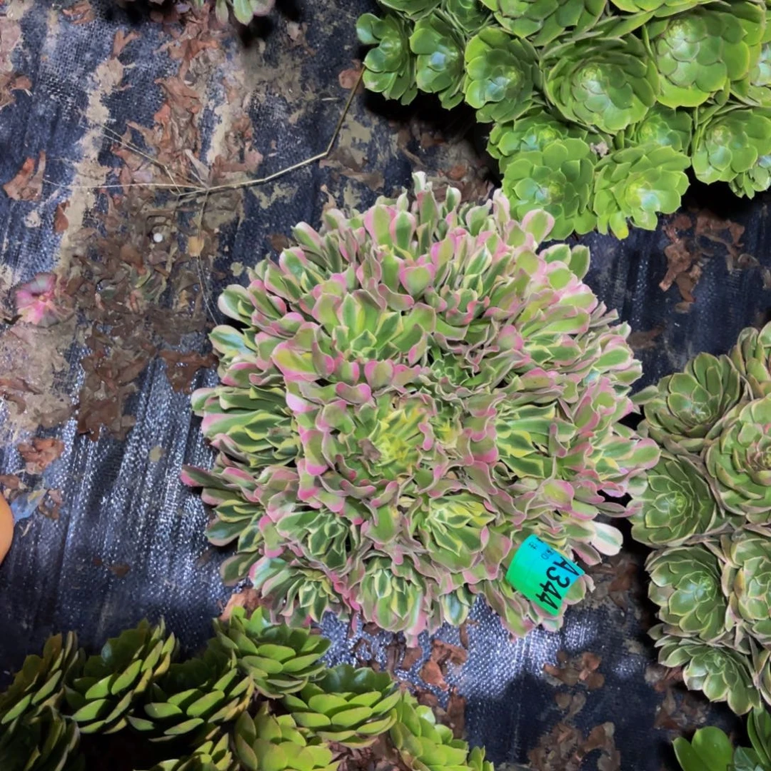 白凤法师朵朵1-12