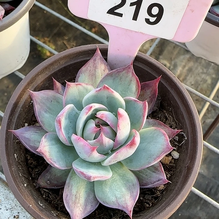 219 惊鸿仙子多肉植物6-9cm