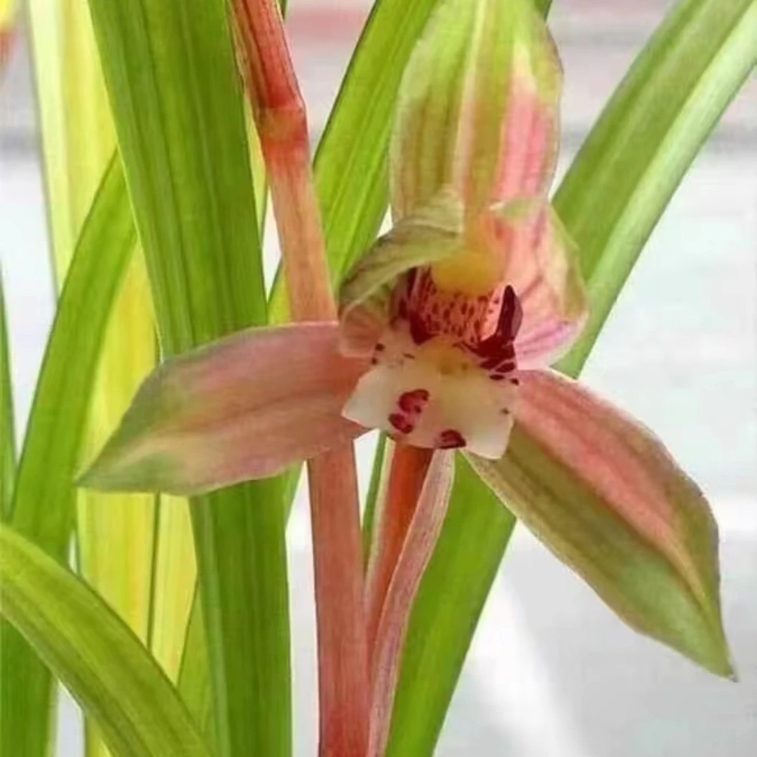 春剑黄金甲复色中透花