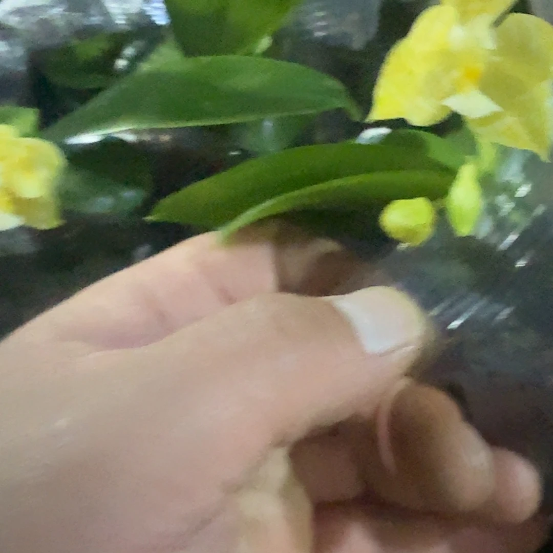 完全开放盲盒2.8寸带花发货，带花不售后