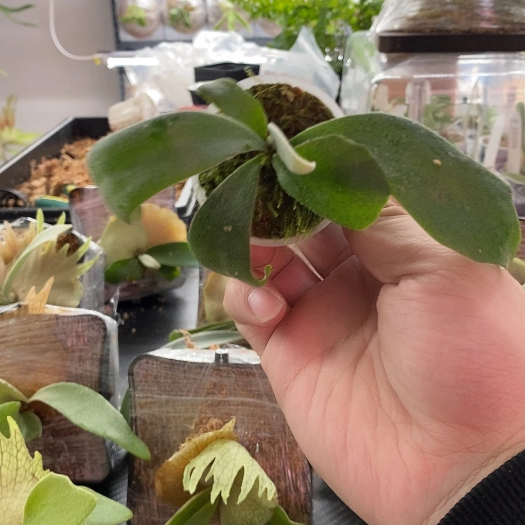 无花朵无开花结果