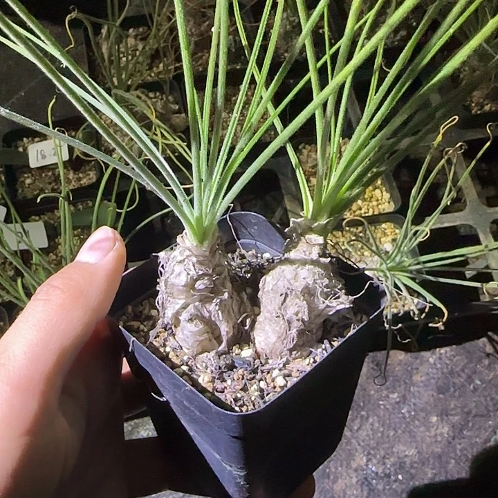 茗****多肉植物多肉植物