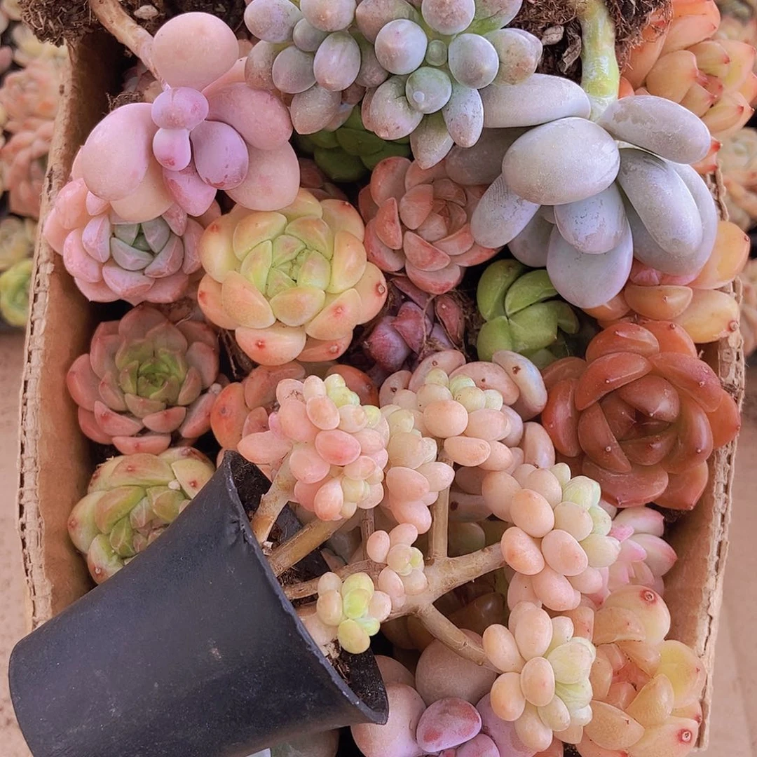000000000001量拍保底20颗