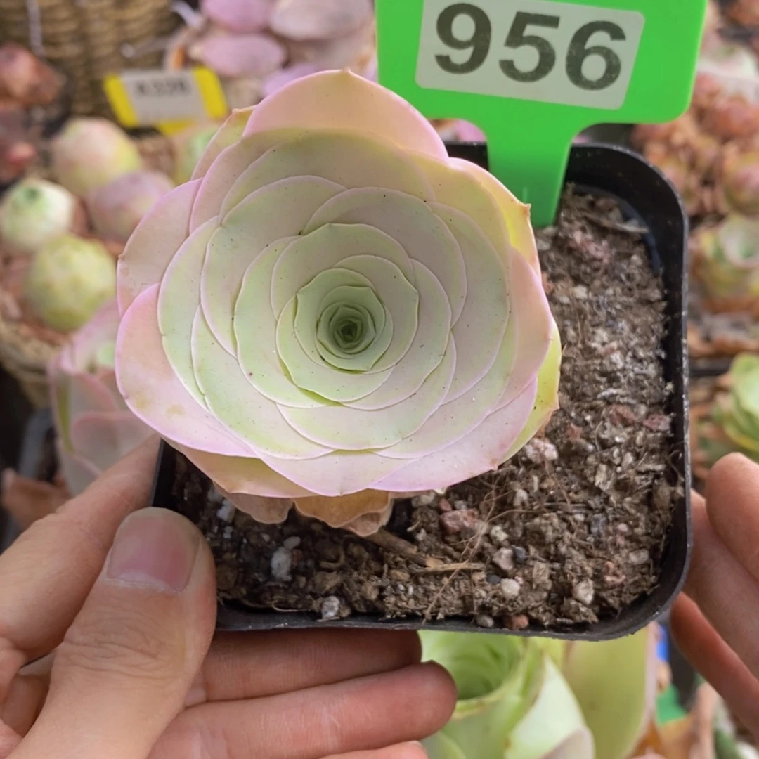 山地玫瑰脱土裸根发货956
