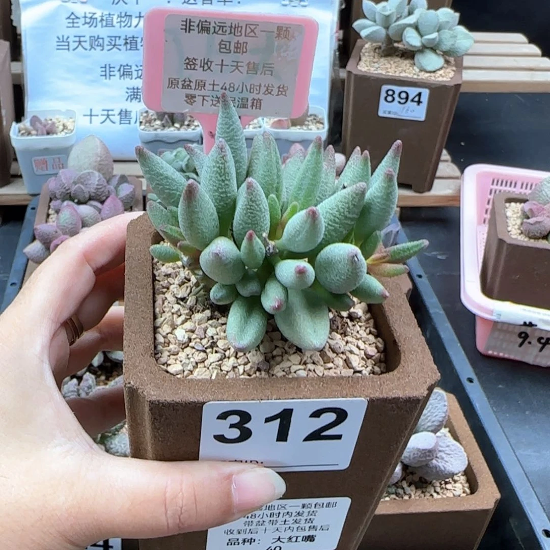 312大红嘴微瑕多肉植物