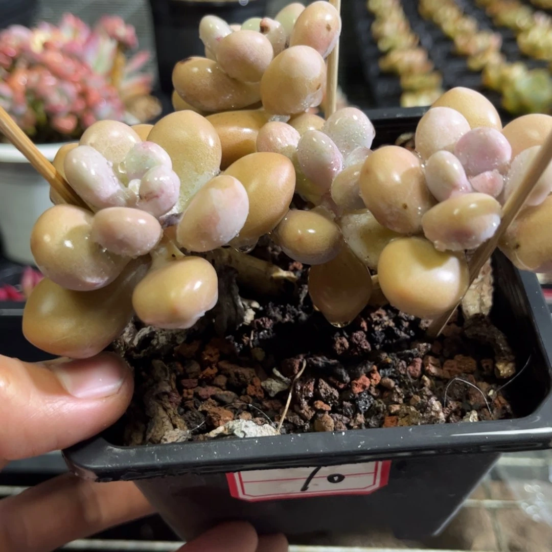 10号桃蛋只发新疆