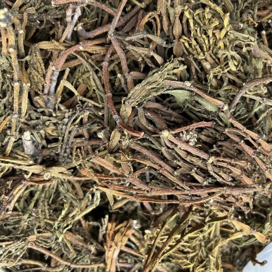 云南古茶树生长《特级螃蟹脚》