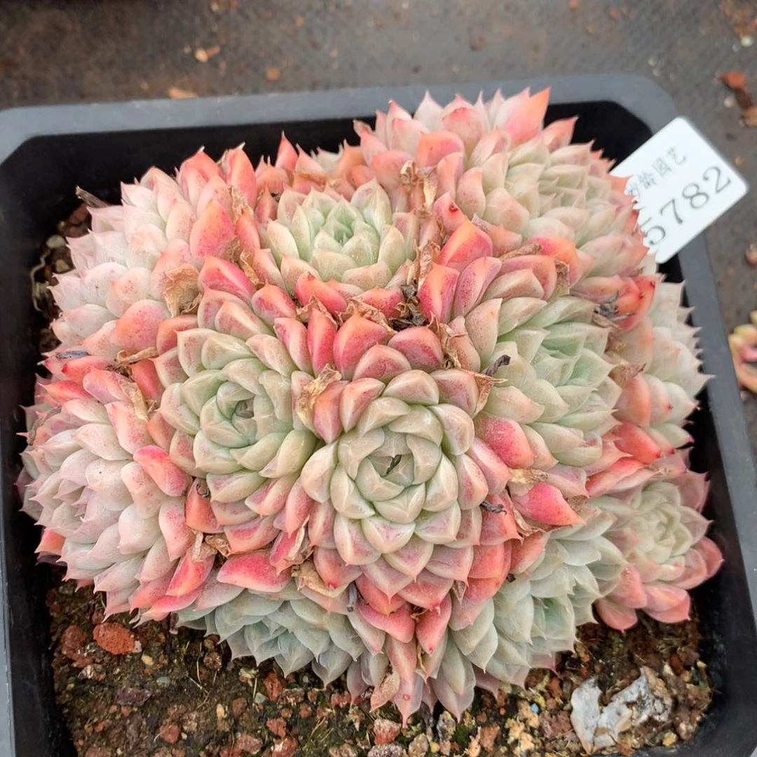 5782杂交多肉植物