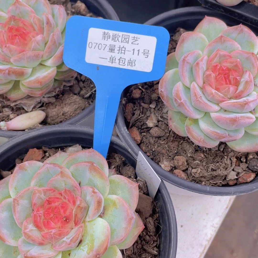 0707-11-白桃汽水糖心福利一颗