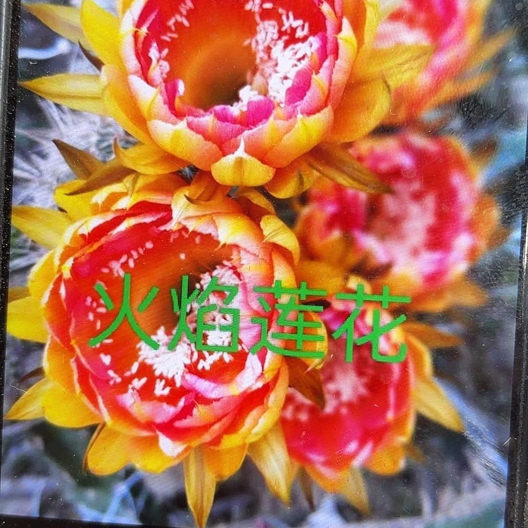 火焰莲花彩侧牙28包邮仙人球44