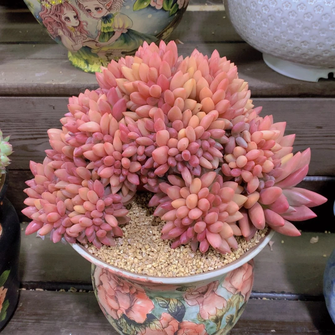 精品多肉植物花卉盆栽花卉