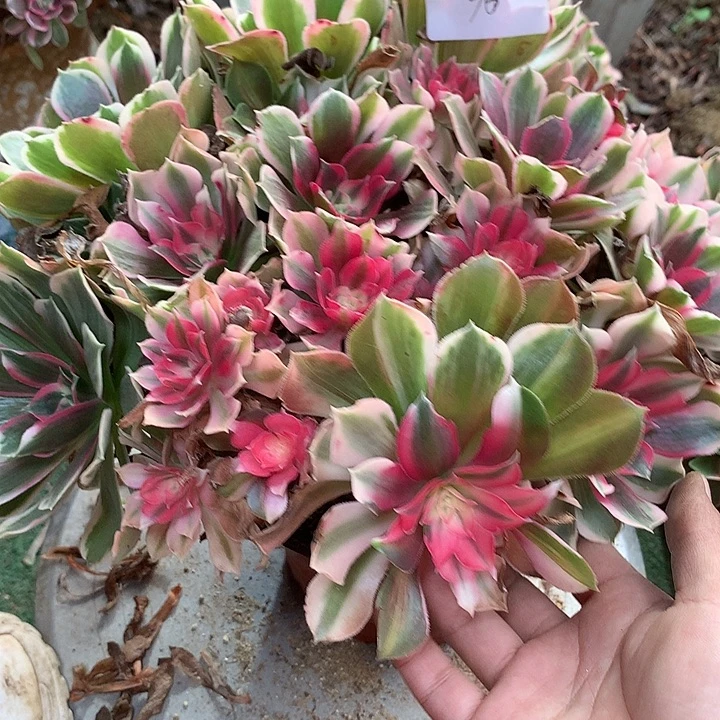 36号多肉植物一物一拍