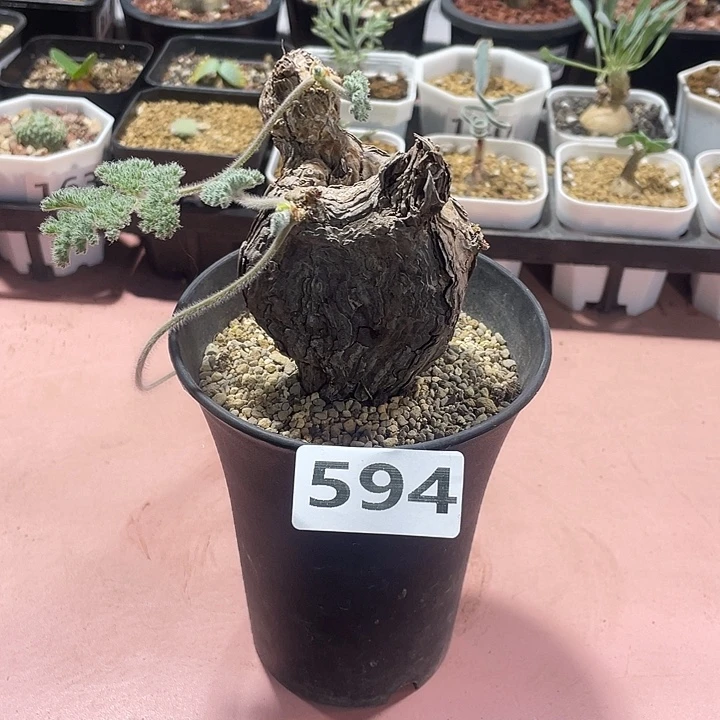 494产地枯木杨葵植物