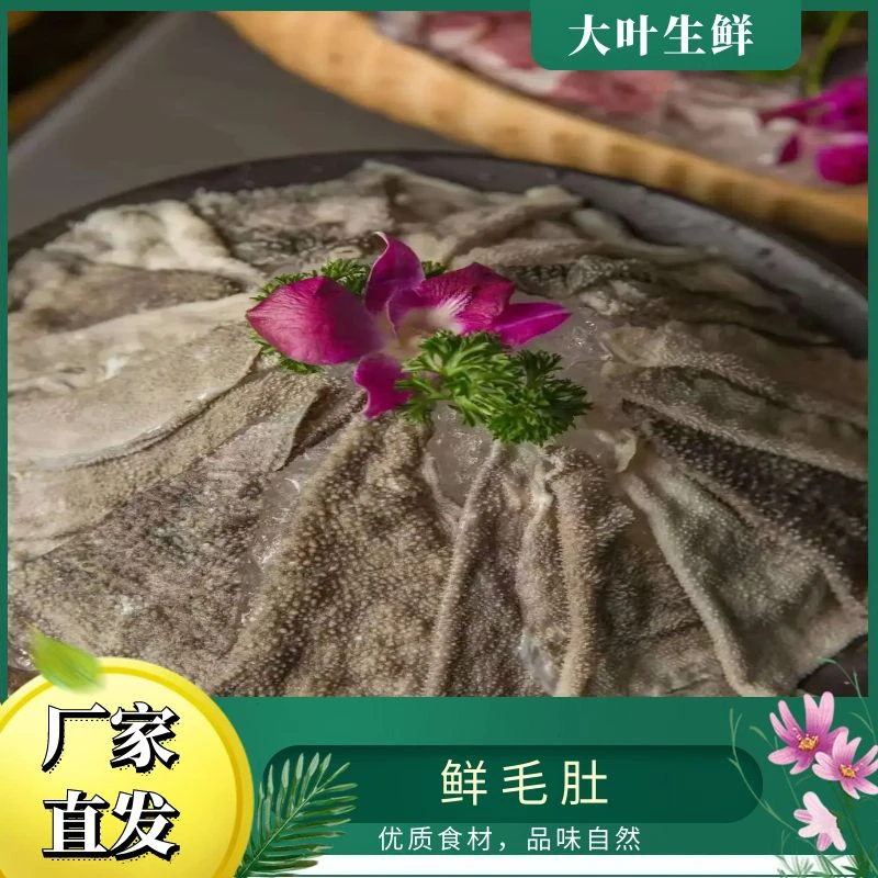 屠场鲜毛肚纯叶片免加工处理鲜香美味爆炒毛肚 固形物含量70%以上