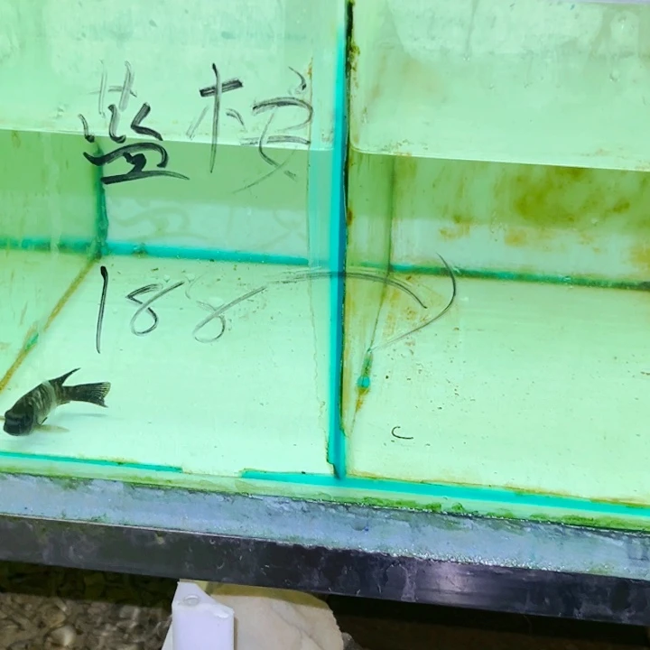 海水鱼观赏鱼马莱里蓝小丑