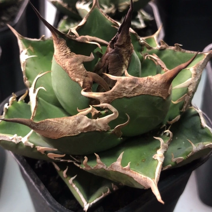 雨***林立可白仁王冠龙舌兰