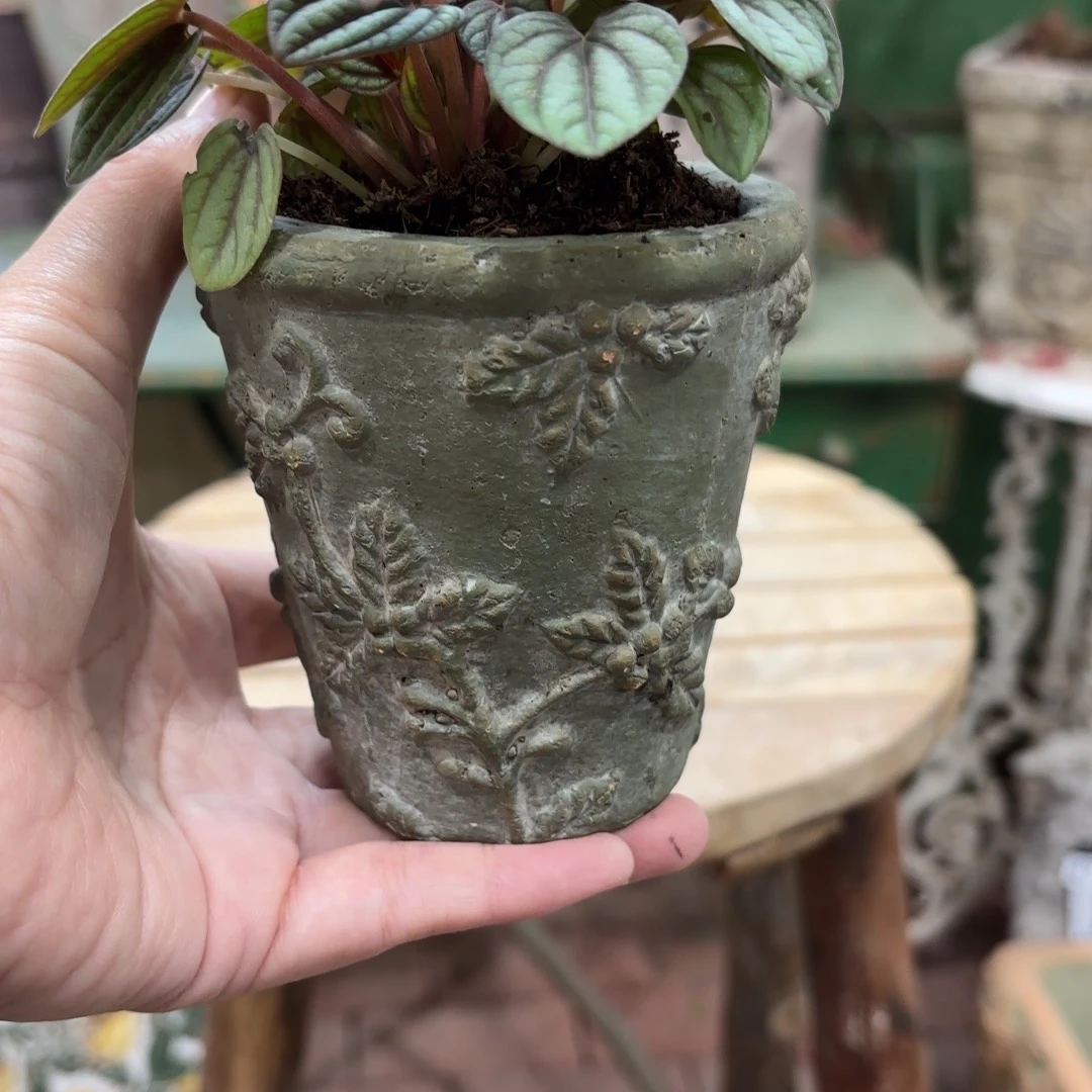 许纯的花房福利葡萄小盆