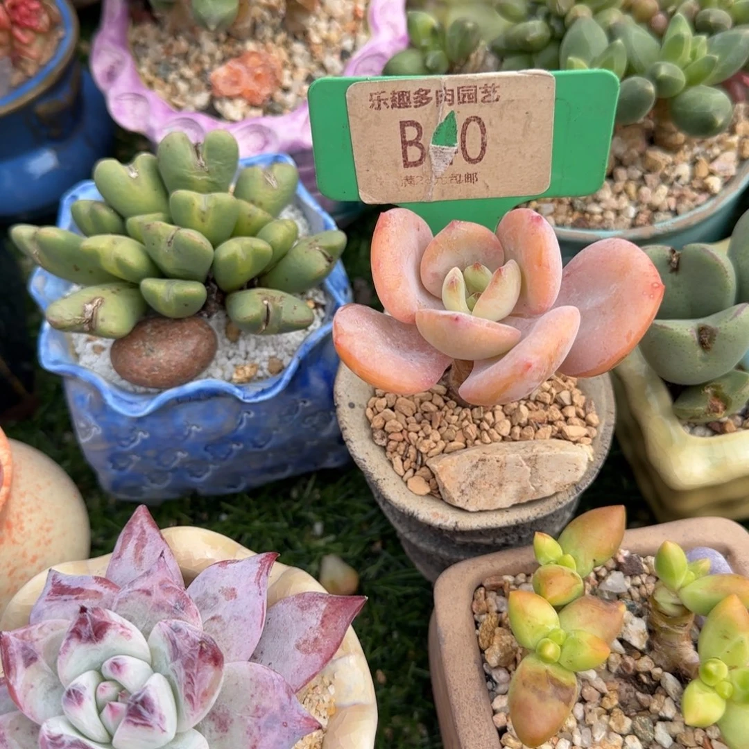 ****෴多肉植物白凤老庄哇塞