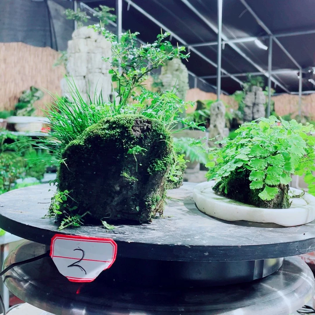 S***W无花朵我们是真的没有关系吧哈哈
