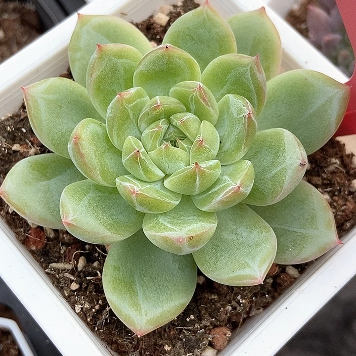 多肉植物雪花1458多肉