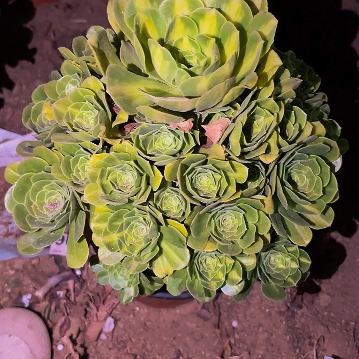 718夜光杯多肉植物