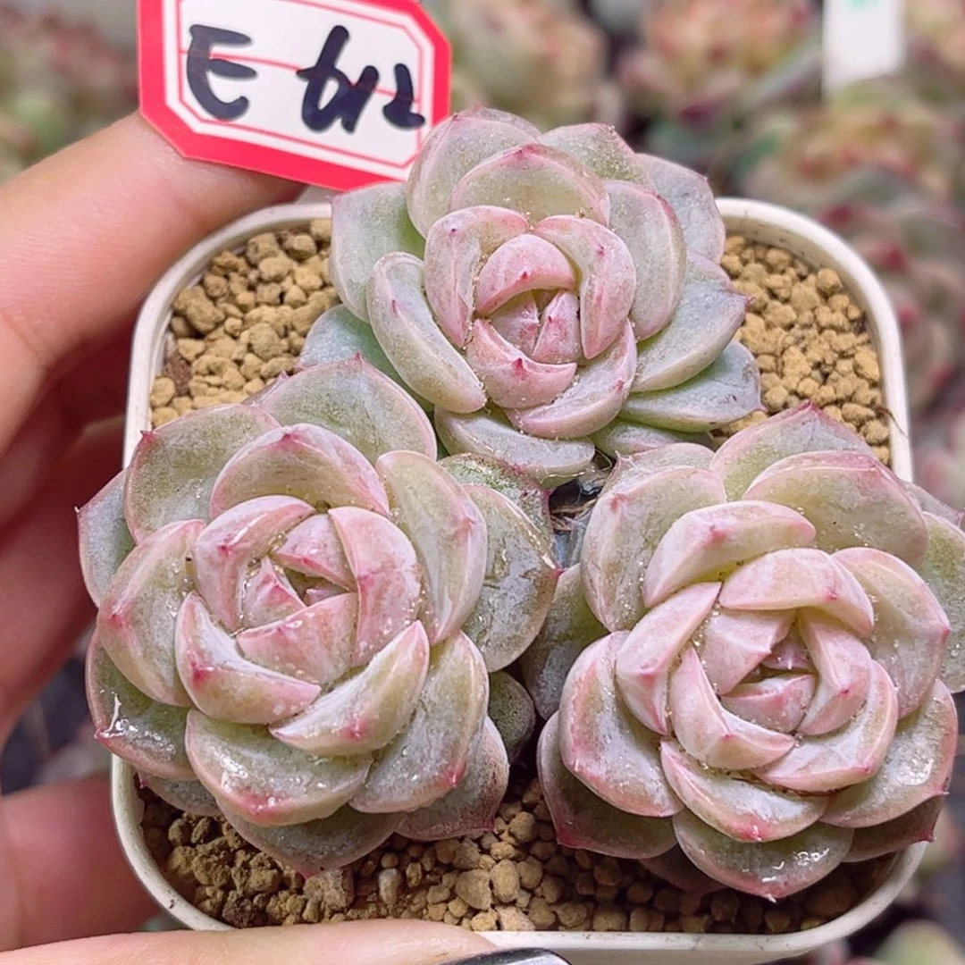 E612 一物一拍 白日梦