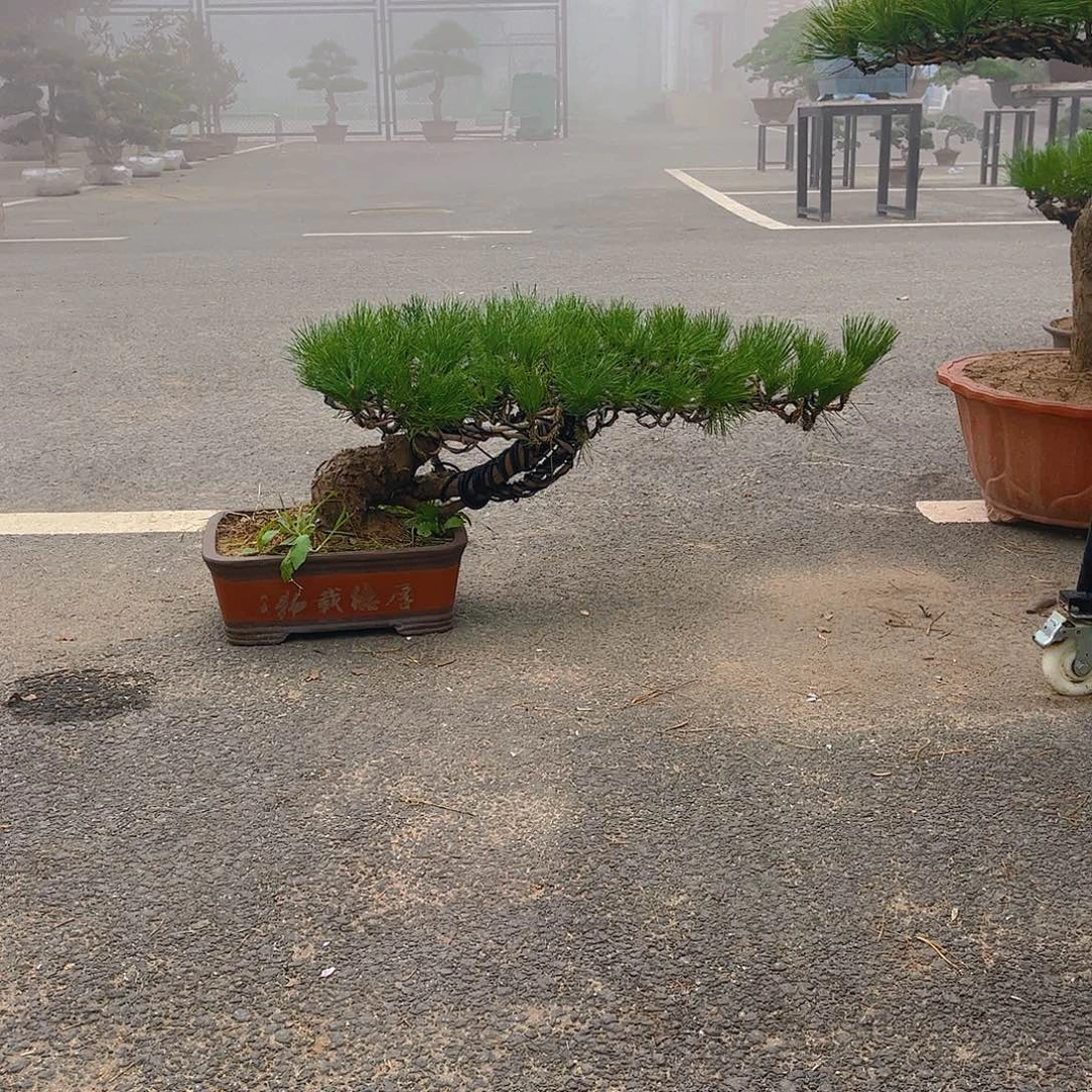 完全开放黑松盆景