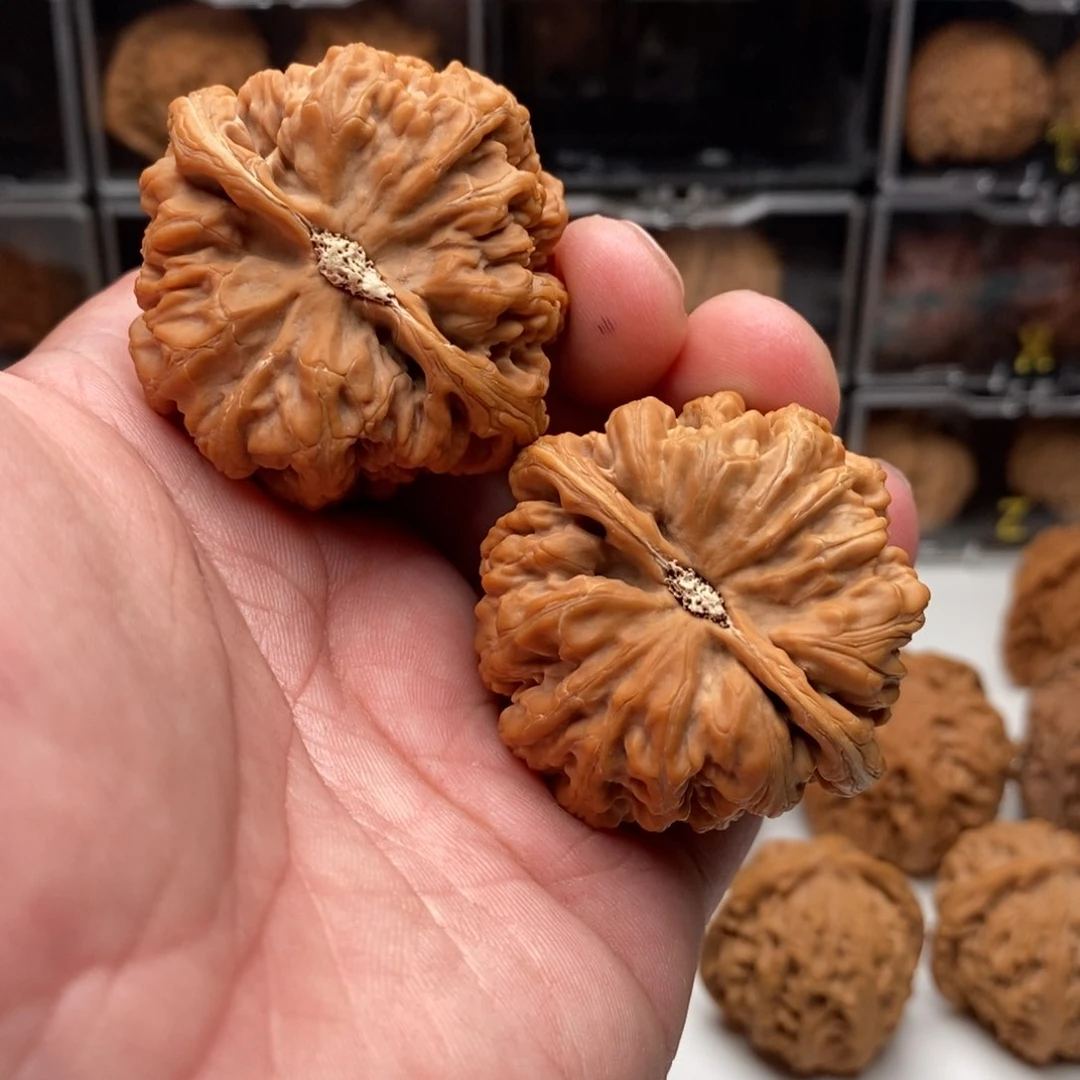 C***c47大粗筋，65克，一对来了