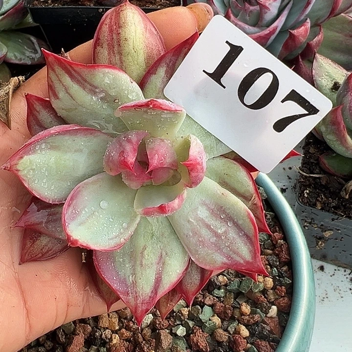 惊鸿惊鸿惊鸿107叶展10默认裸根发货