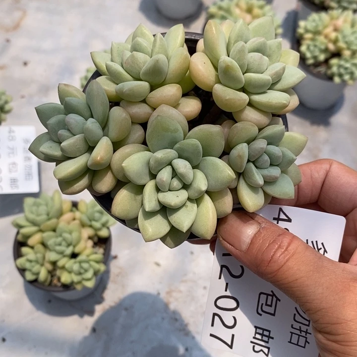 夏悦多肉0612-27泡泡糖