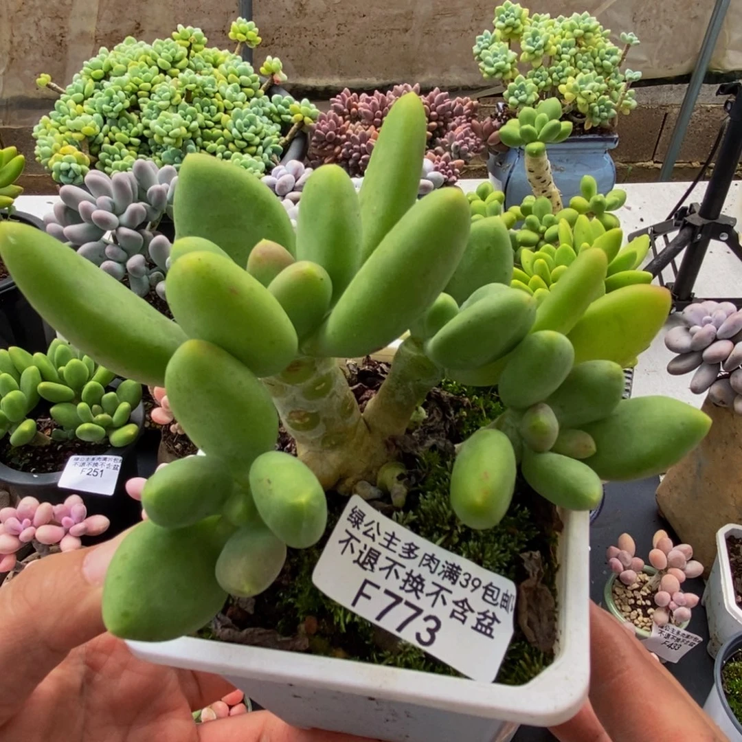 773芒果奶12cm多肉