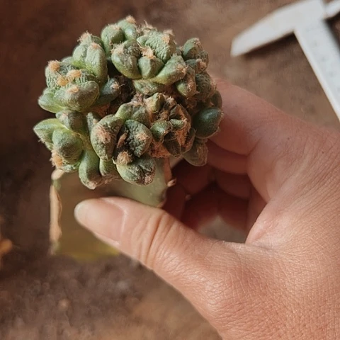 367仙人球的比赛中获得