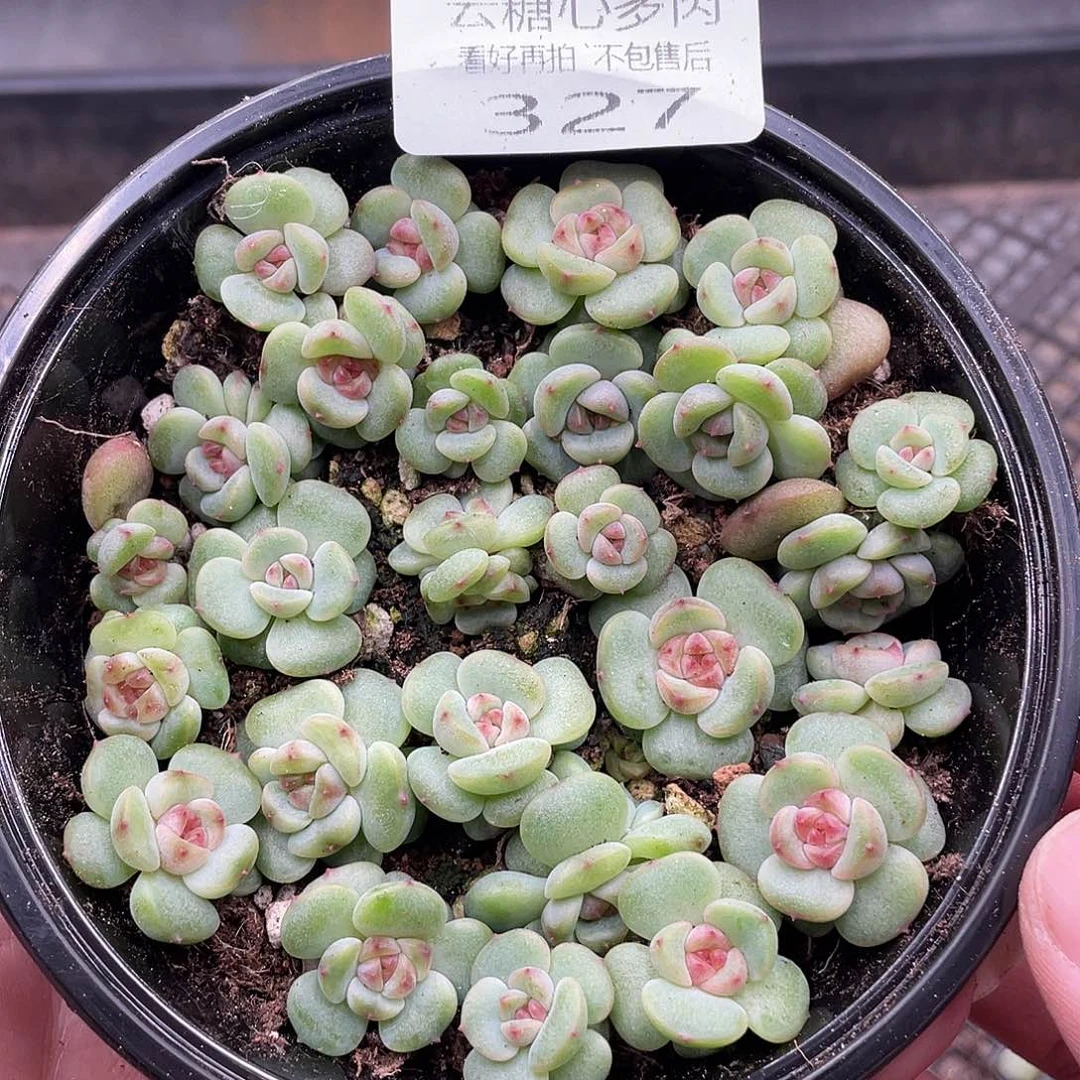 云糖心多肉植物327