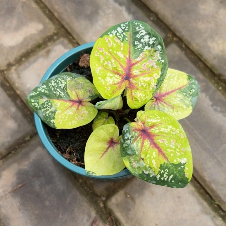 野蜂飞舞泰国彩叶芋98-0816