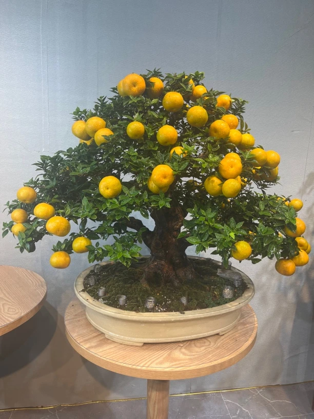 有缘2号八房柑 一物一拍