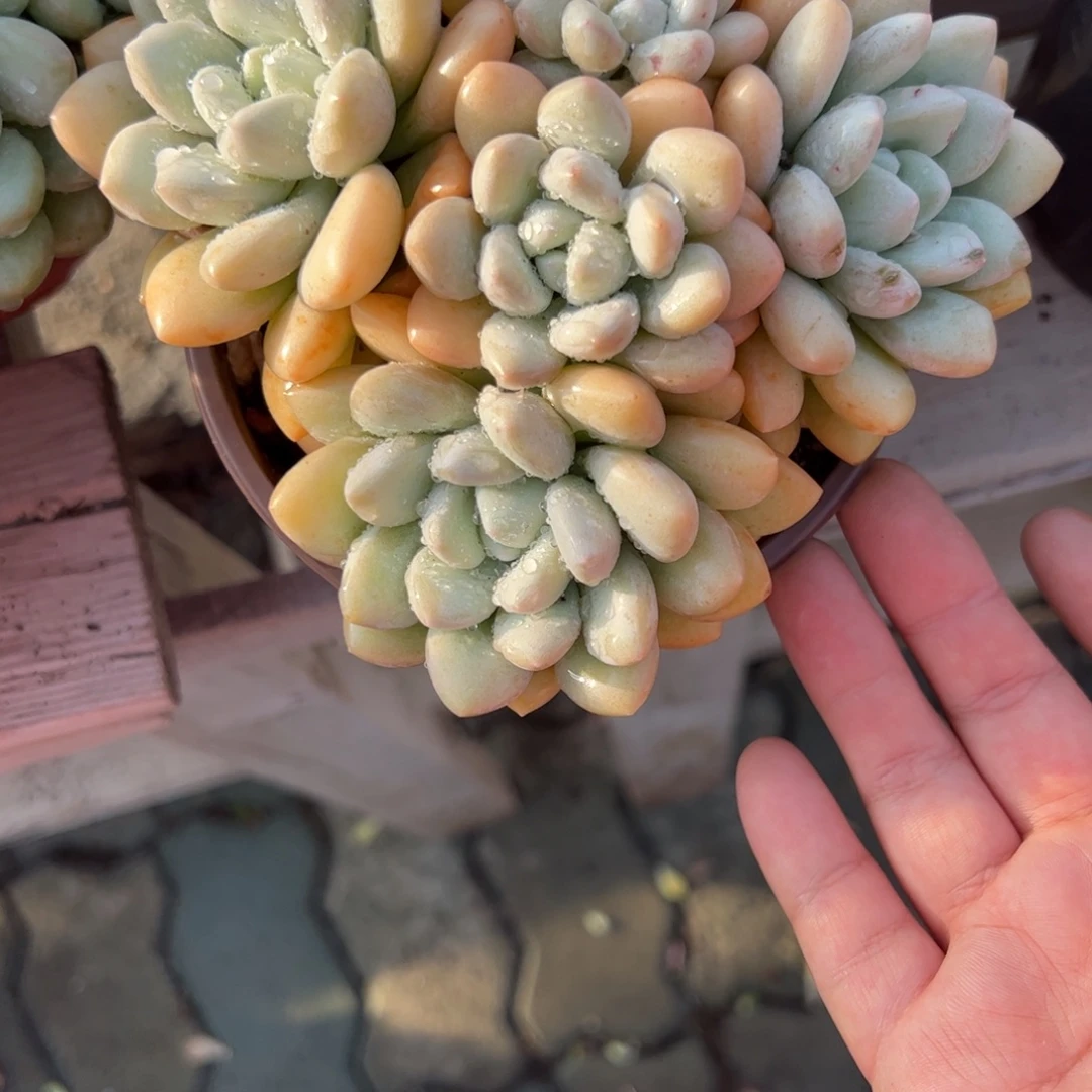 奶油泡泡糖多肉植物精品