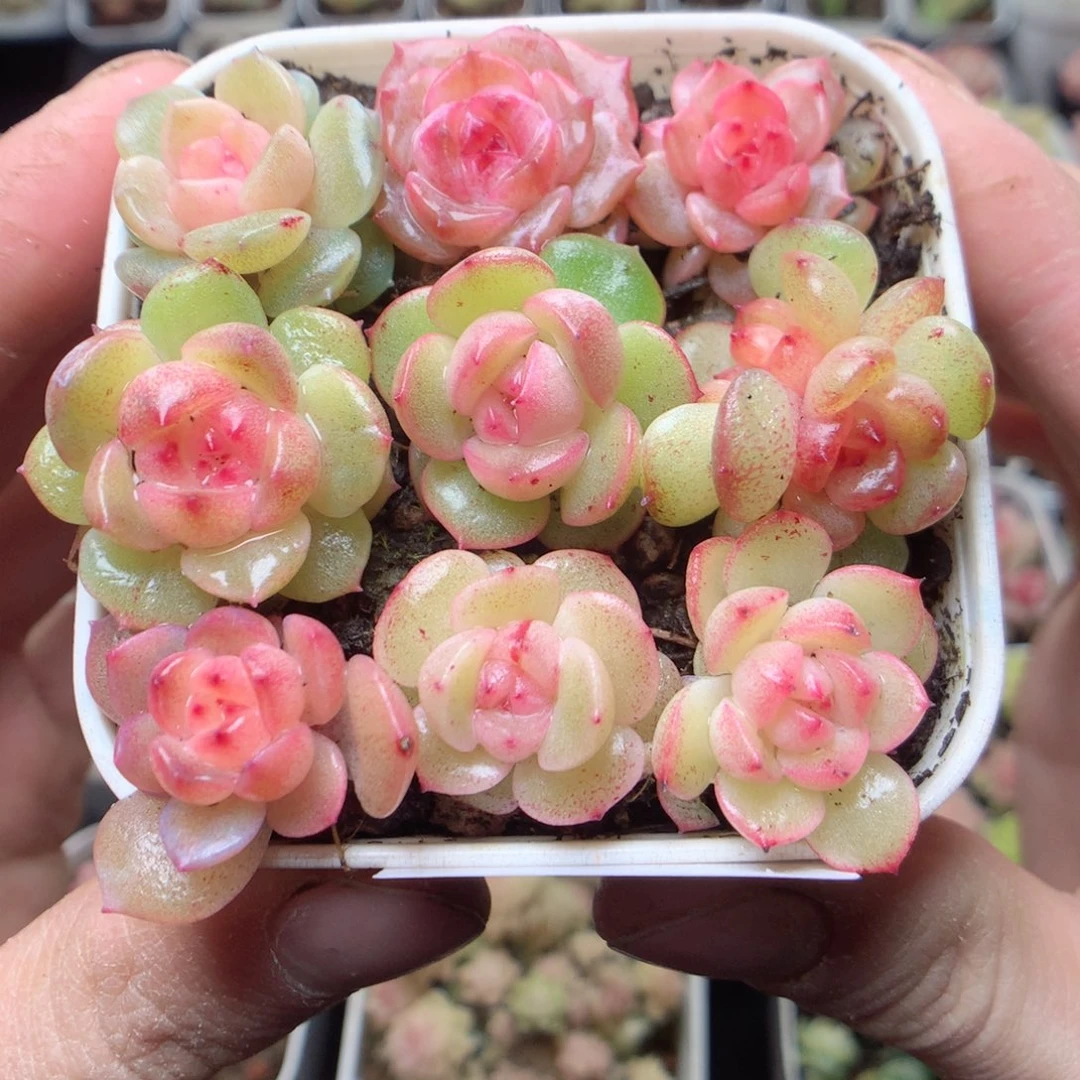 无花朵D12。yyyyyyyy