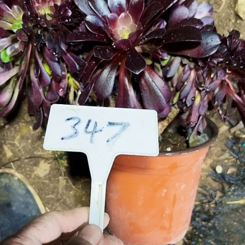 多肉植物欧子缀花