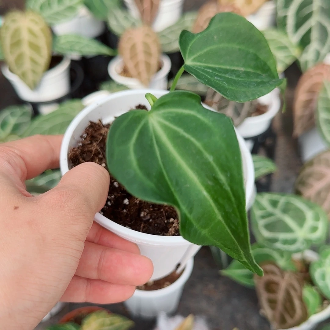 完全开放个体克王侧芽