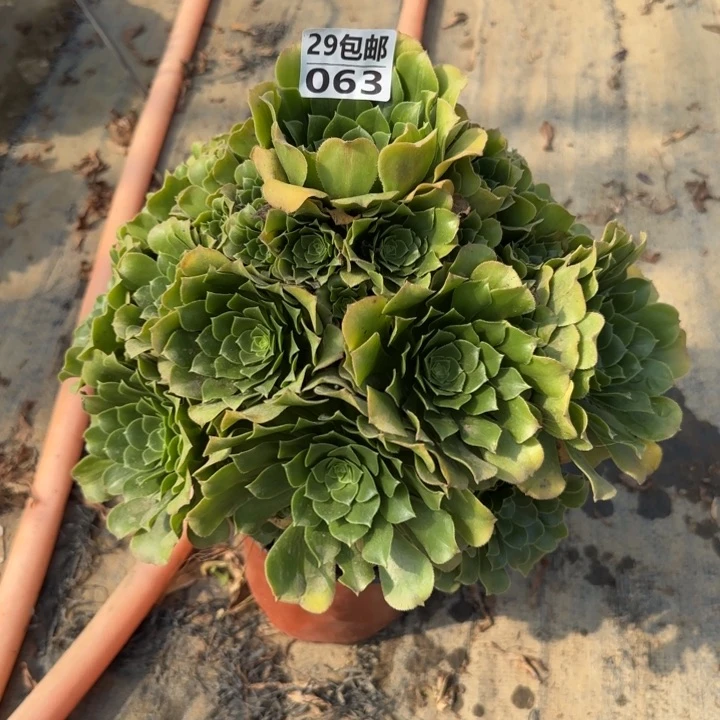 绿羊绒……多肉植物……