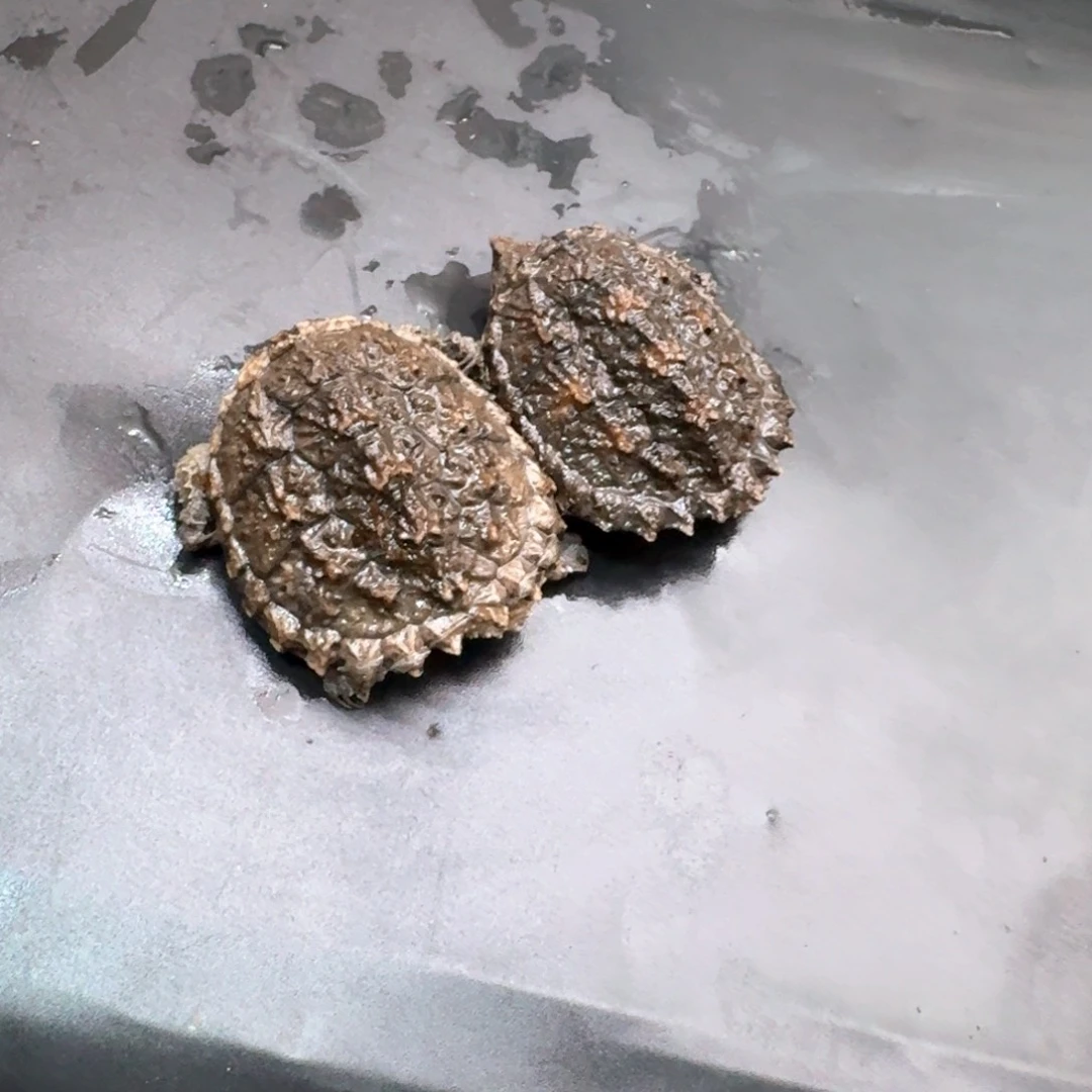 小鳄龟不分公母11