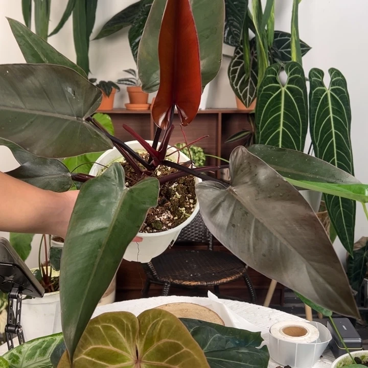 不开花植物陛下蔓绿绒