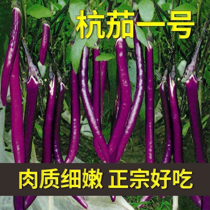 【全店5包包邮】高产杭茄一号特大新品长茄种子紫红线茄种子四季