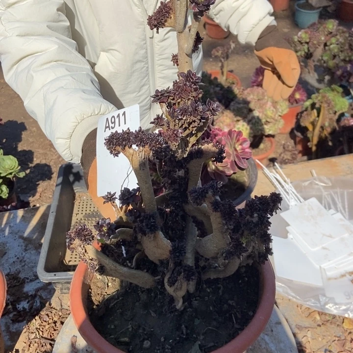 夏***风911黑加美颜盛世美颜