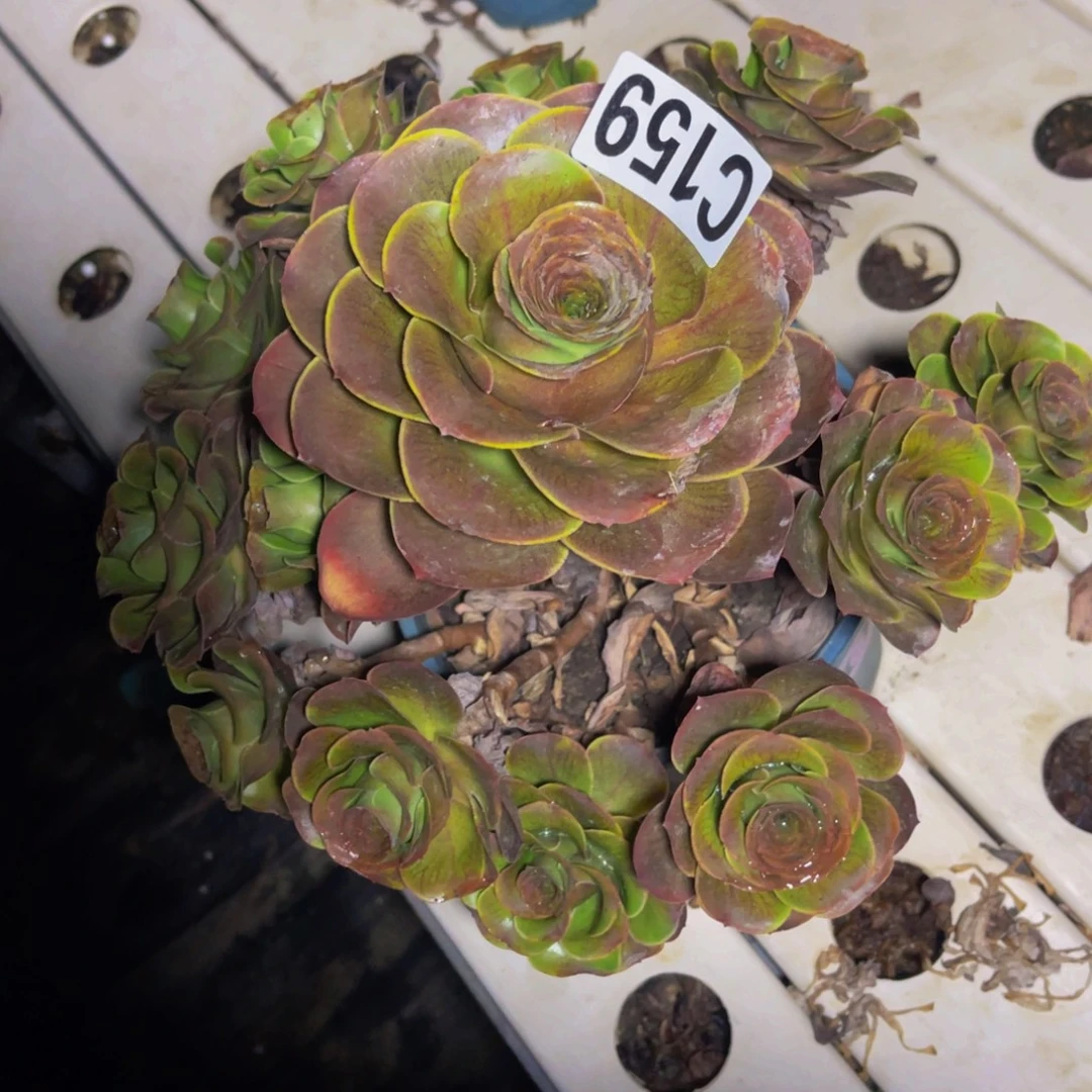 灰魅法师的7/////20包邮