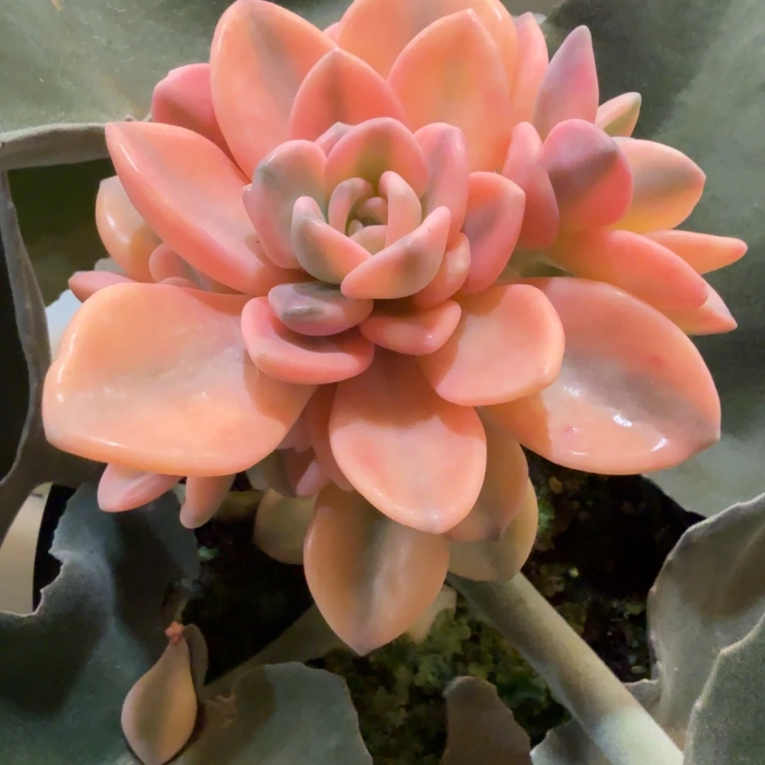 冬美人多头 安吉园艺锦