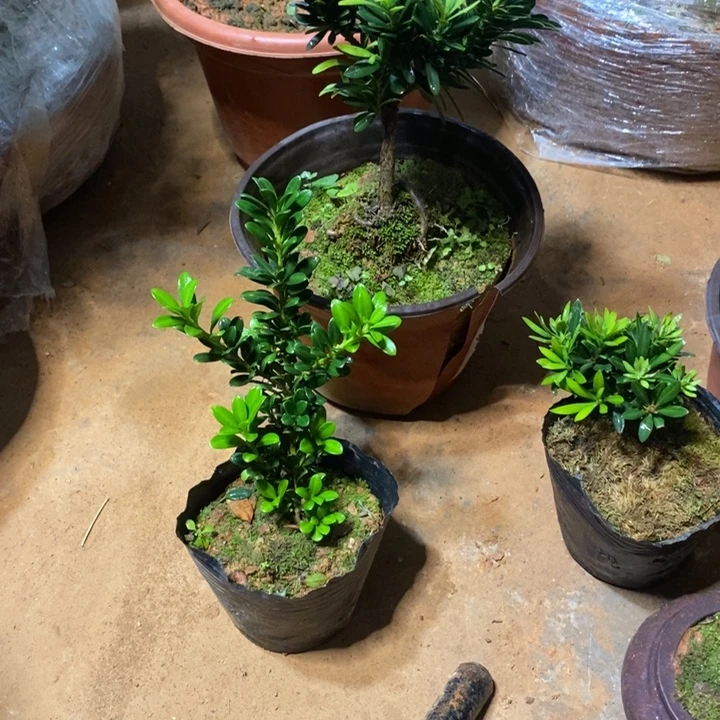 用***6无花朵罗汉松盆景11