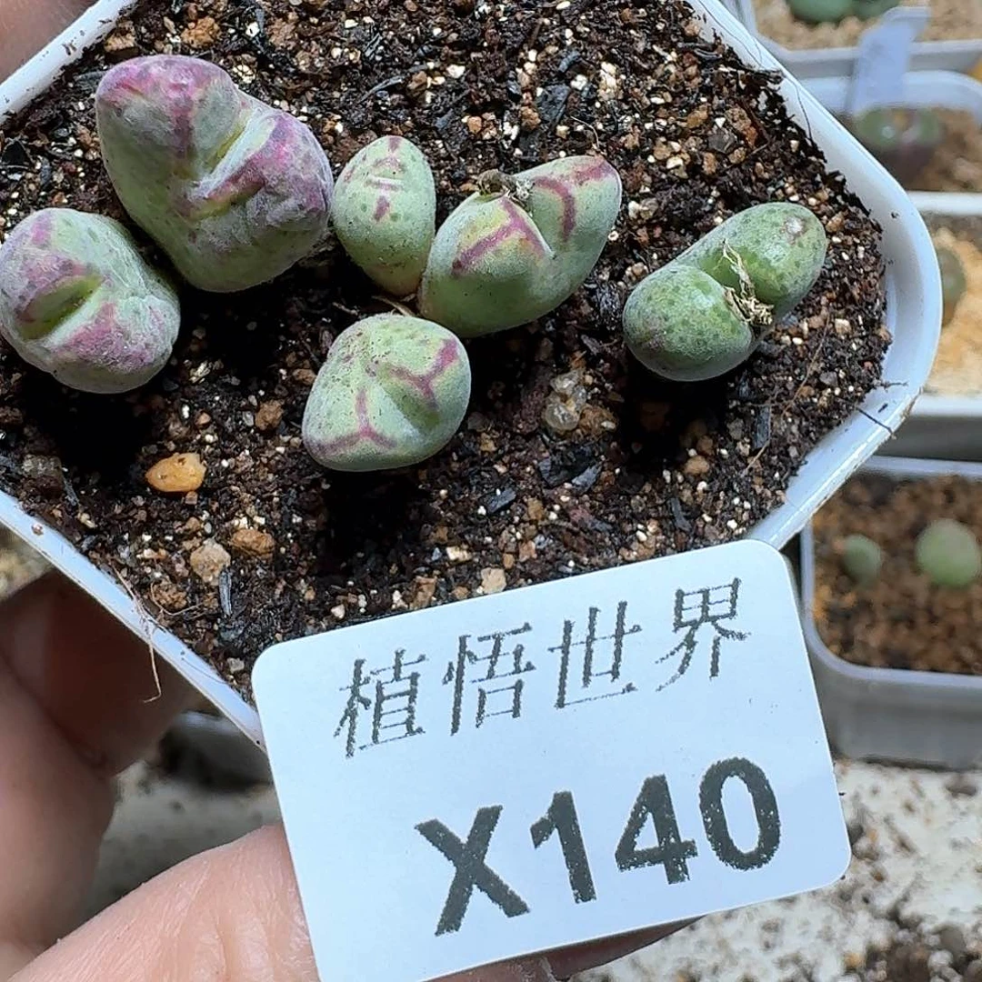 140号多肉植物哇c g